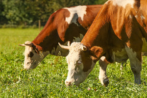 Principles of Sustainable and Humane Meat Production