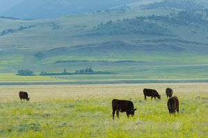 5 Benefits of Grass-Fed Beef